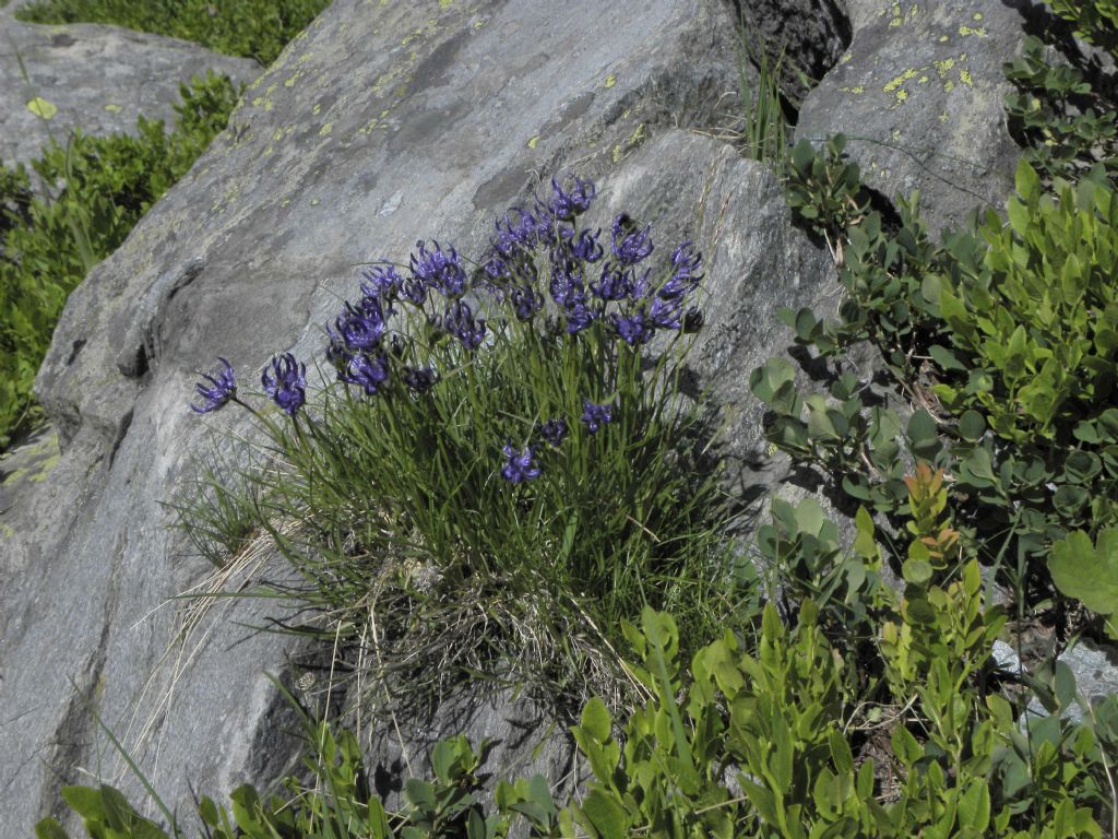 Phyteuma hemisphaericum